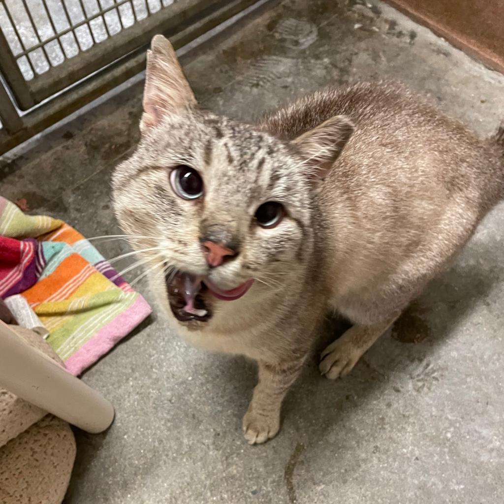 Johnny Cage — thumbnail 6