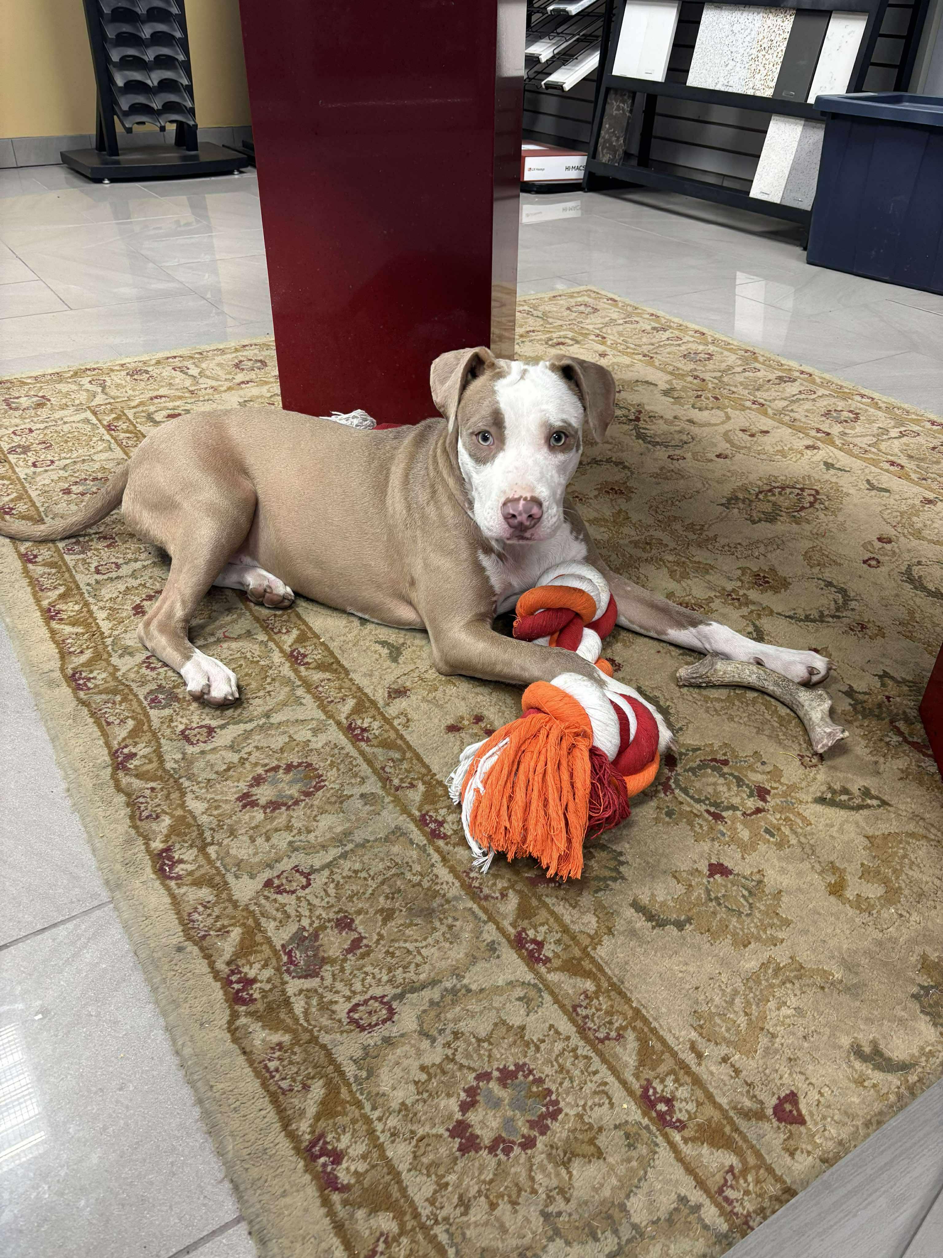 Trigger, Adoptable, Young Male Pit Bull Terrier.