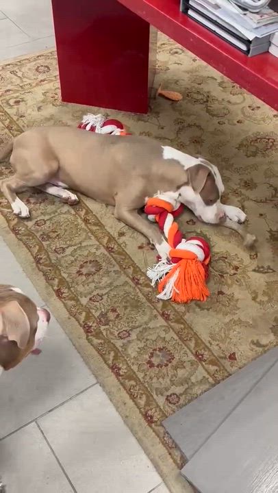 Enlarge Trigger, a Adoptable Pit Bull Terrier in Arlee, MT video 3/3