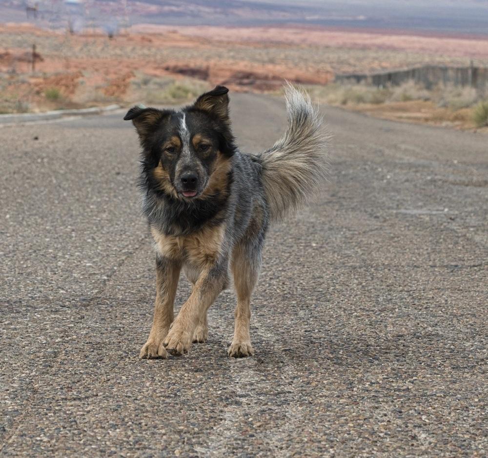 Chewy, Adoptable, Young Male Australian Cattle Dog / Blue Heeler & Mixed Breed.