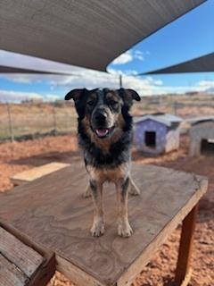 Enlarge Chewy, a Adoptable mixed breed in Page, AZ image 1/3