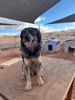 Enlarge Chewy, a Adoptable mixed breed in Page, AZ image 2/3