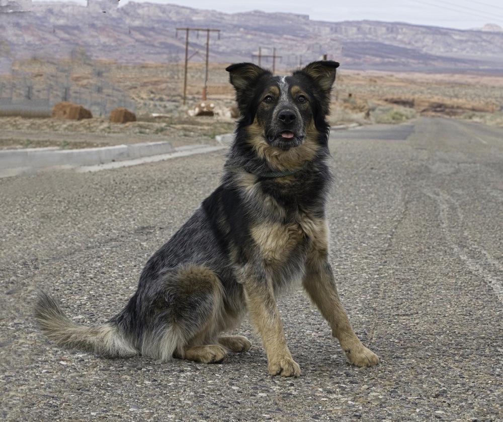 Enlarge Chewy, a Adoptable mixed breed in Page, AZ image 4/5