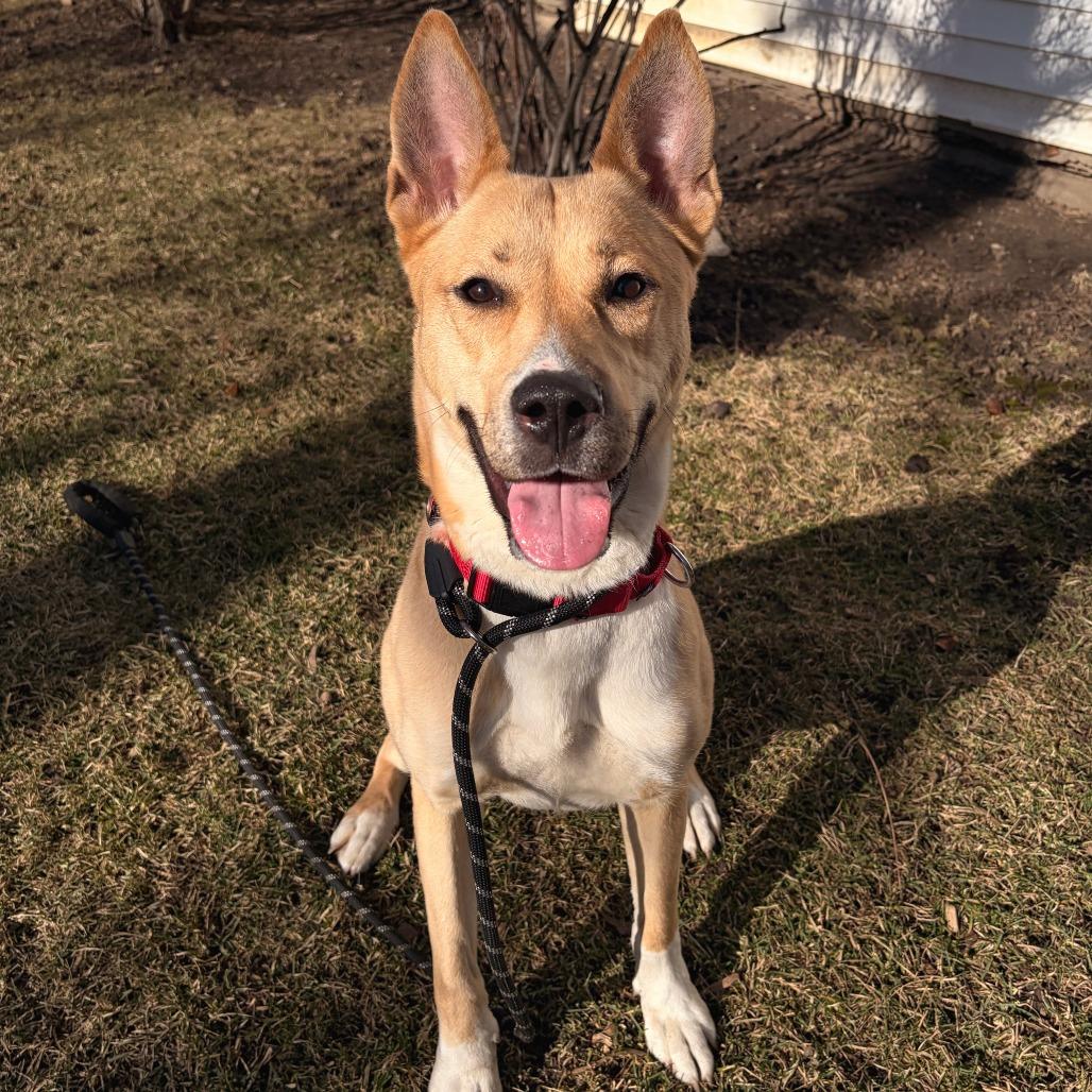 Cleopatra, Adoptable, Adult Female Carolina Dog.