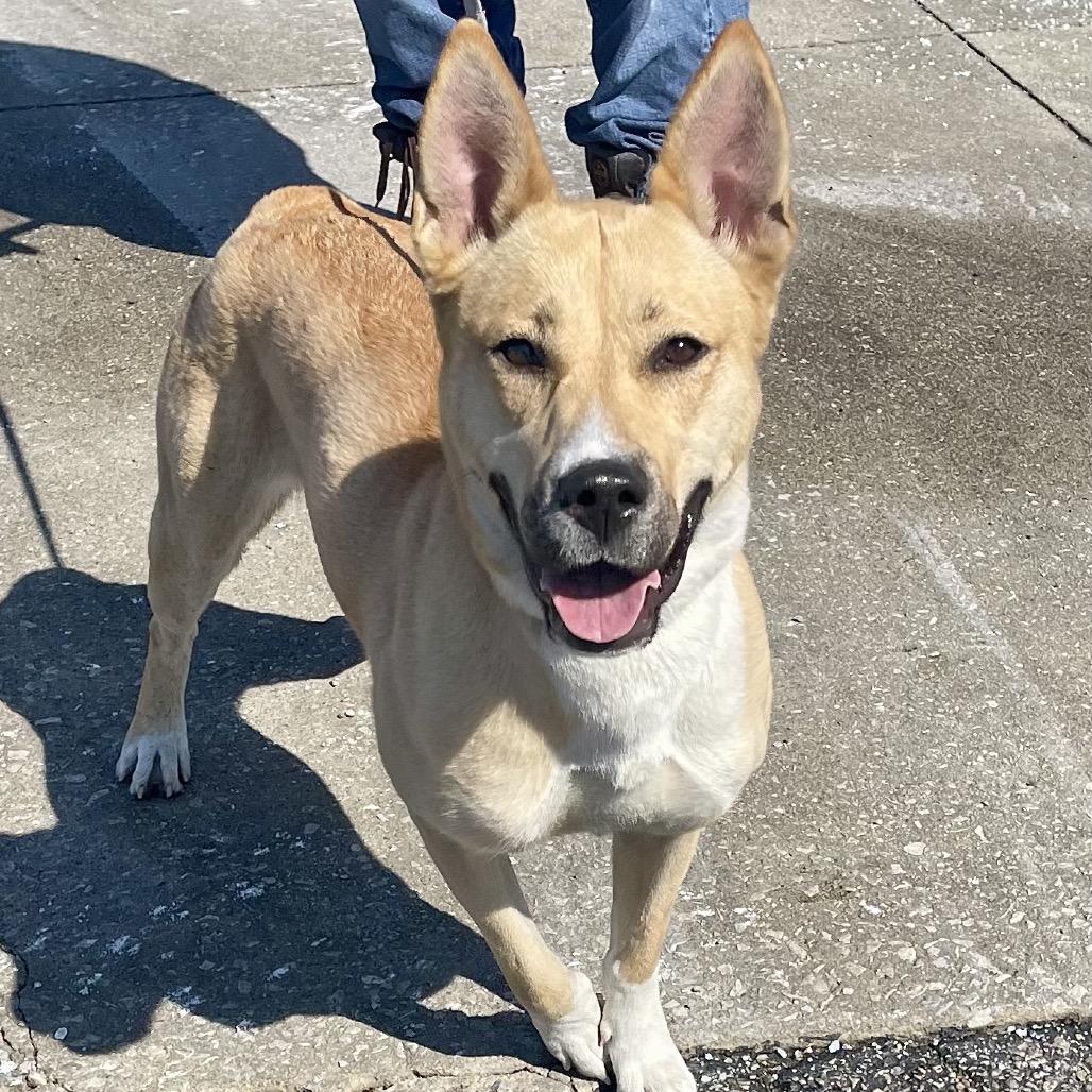 Enlarge Cleopatra, a Adoptable mixed breed in Deerfield, IL image 1/5