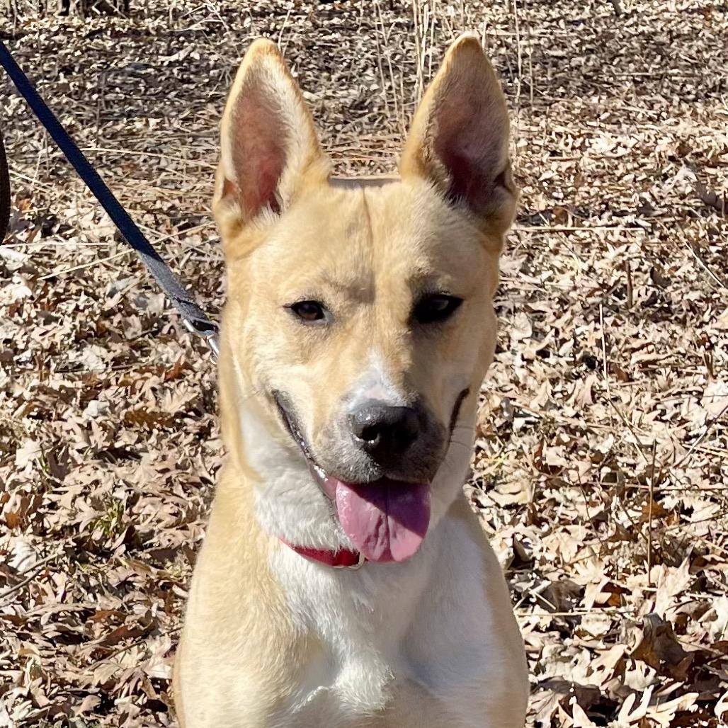 Enlarge Cleopatra, a Adoptable mixed breed in Deerfield, IL image 2/5