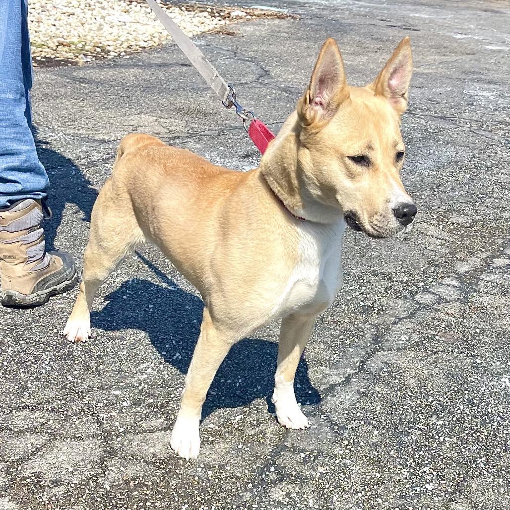 Enlarge Cleopatra, a Adoptable mixed breed in Deerfield, IL image 3/6