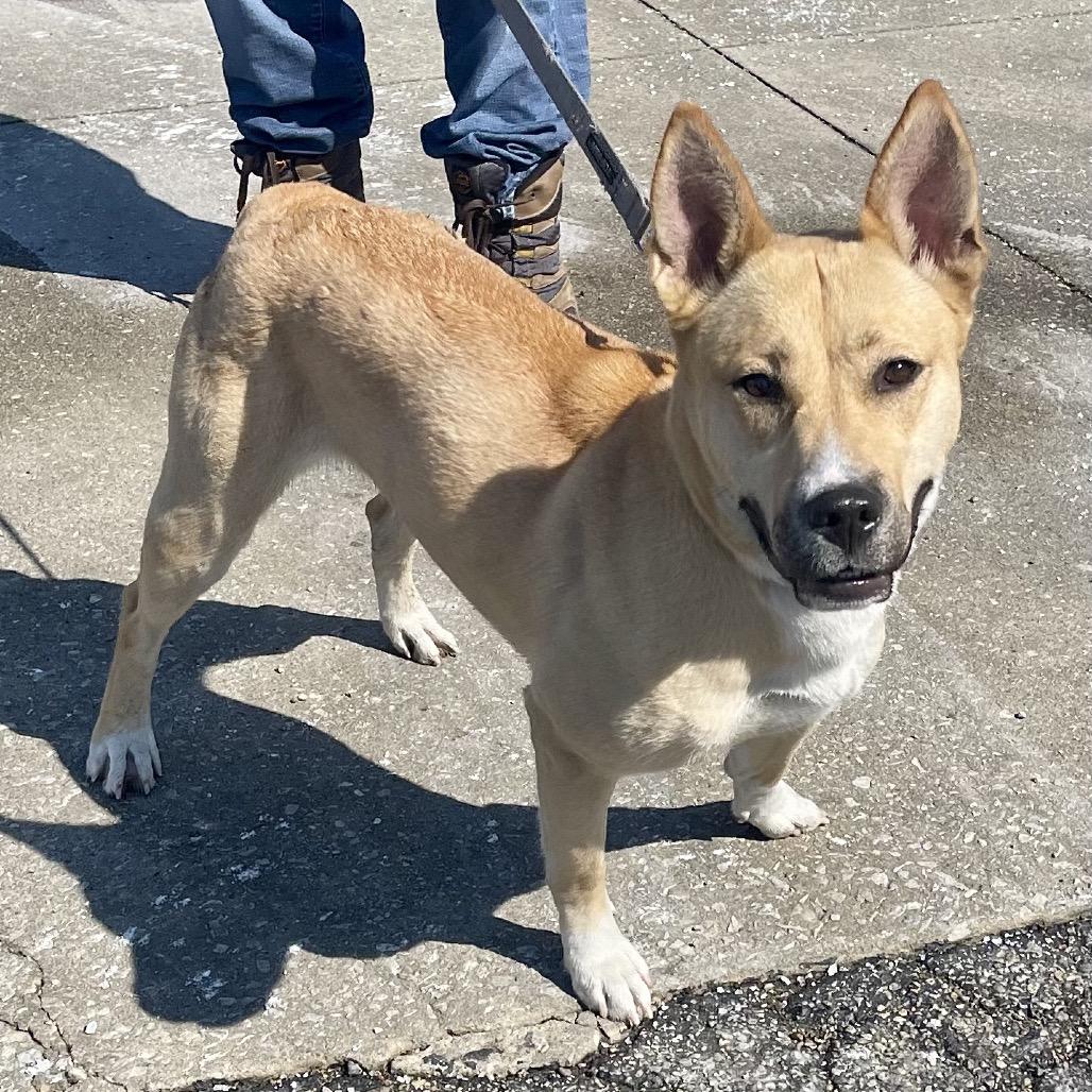 Enlarge Cleopatra, a Adoptable mixed breed in Deerfield, IL image 4/6