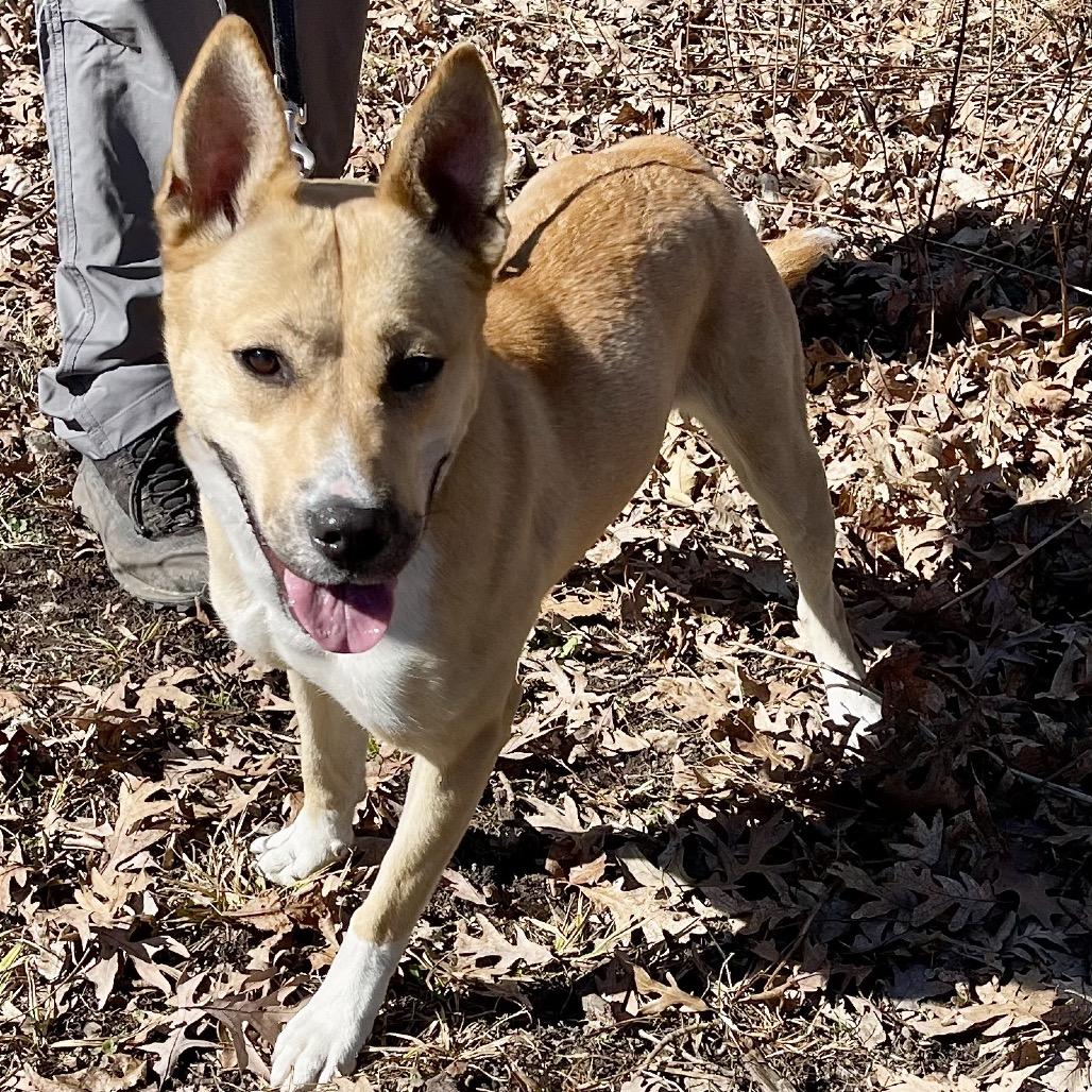 Enlarge Cleopatra, a Adoptable mixed breed in Deerfield, IL image 3/5