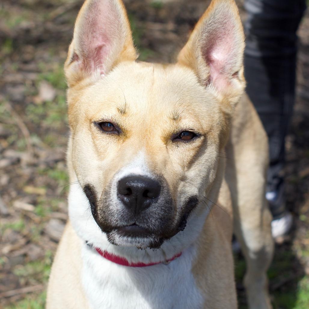 Enlarge Cleopatra, a Adoptable mixed breed in Deerfield, IL image 5/6