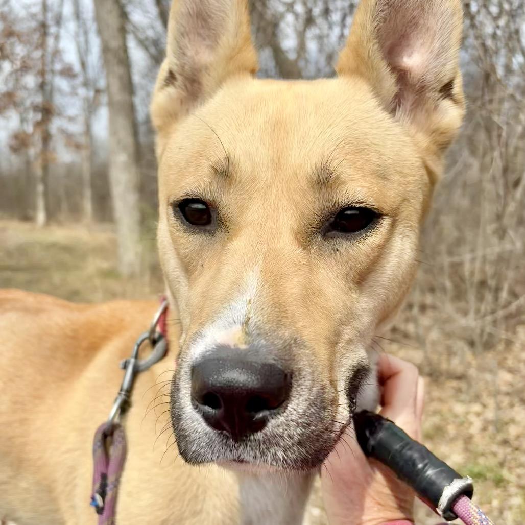 Enlarge Cleopatra, a Adoptable mixed breed in Deerfield, IL image 6/6