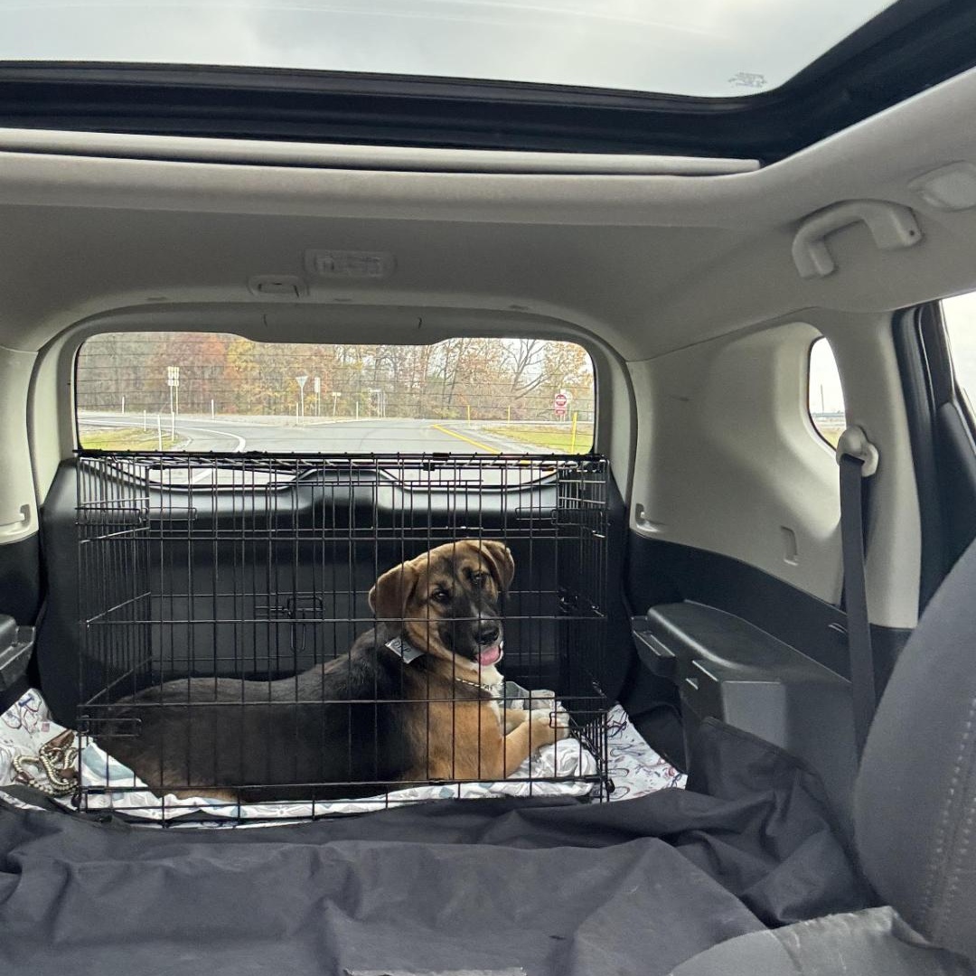 Indy, Adopted, Young Female Shepherd.