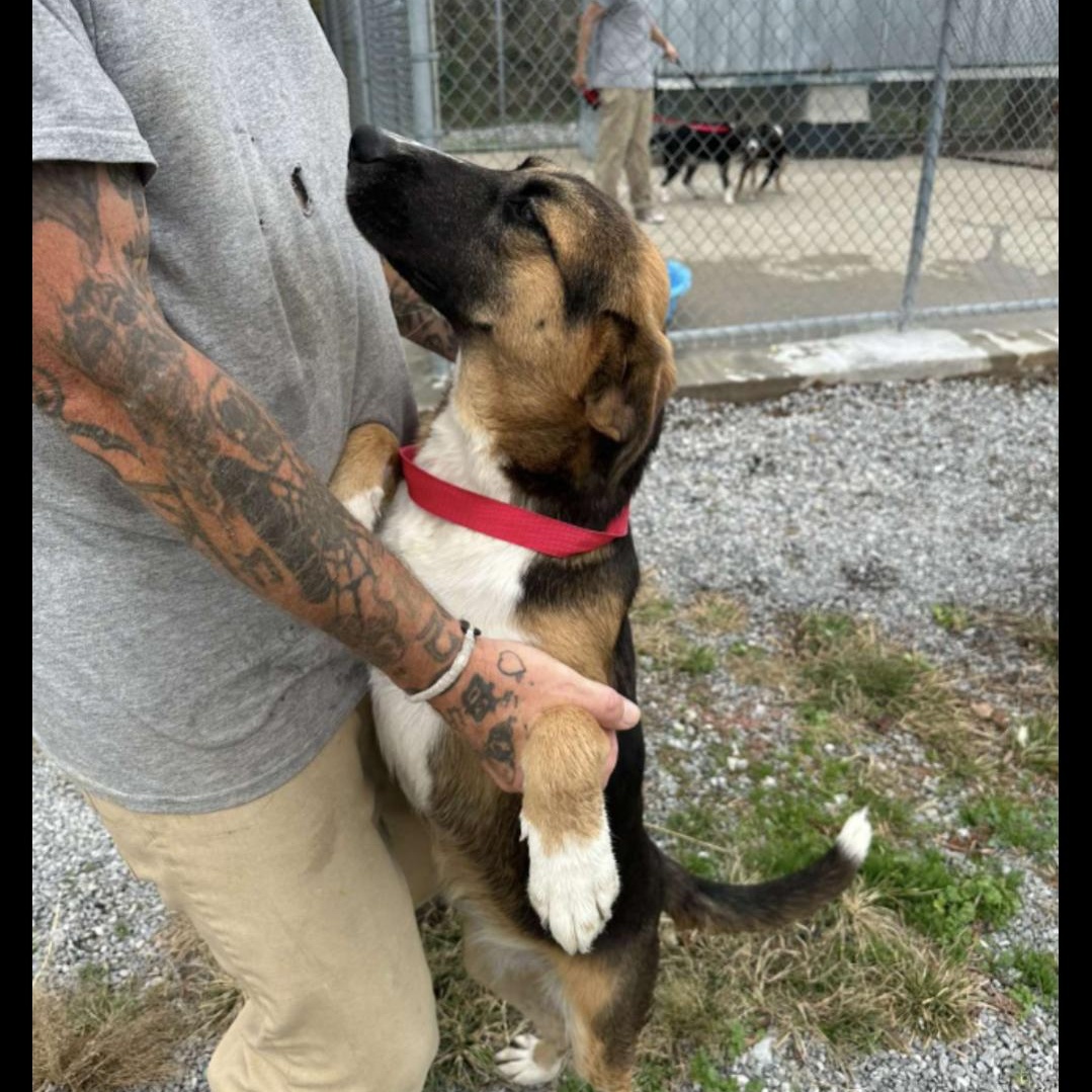 Enlarge Indy, a Adopted mixed breed in Manteno, IL image 3/4