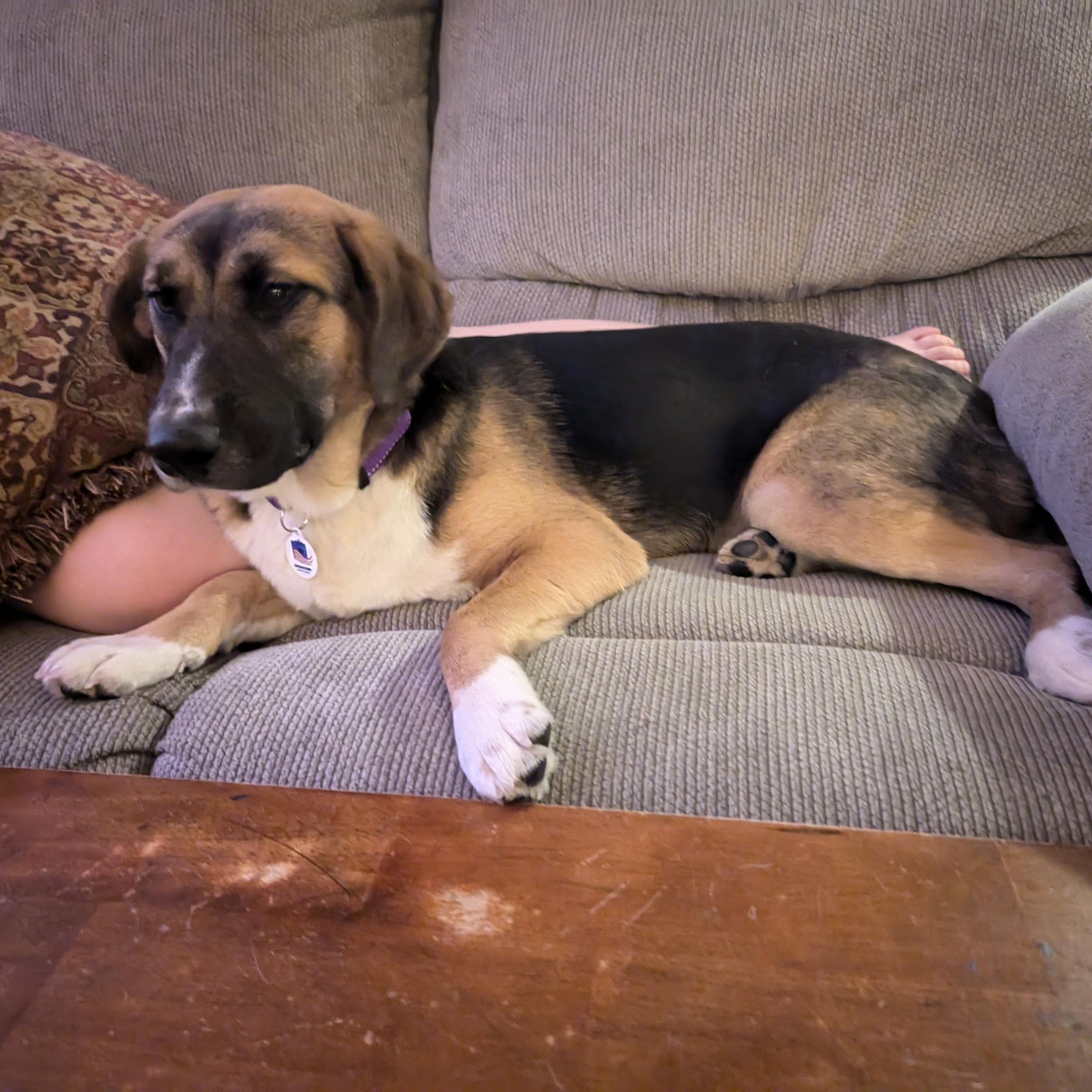 Enlarge Indy, a Adopted mixed breed in Manteno, IL image 1/4