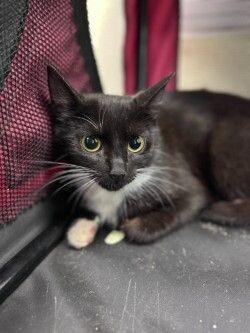 Robin, a Adoptable Domestic Short Hair in Disputanta, VA image 1/2