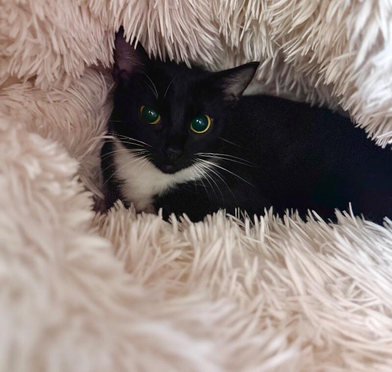 Robin, a Adoptable Domestic Short Hair in Disputanta, VA image 2/2