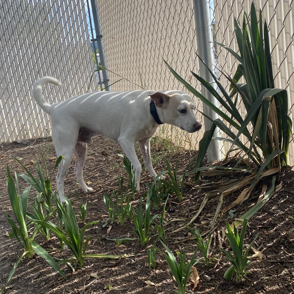 Enlarge Ziggy, a Adoptable mixed breed in Spokane, WA image 1/5
