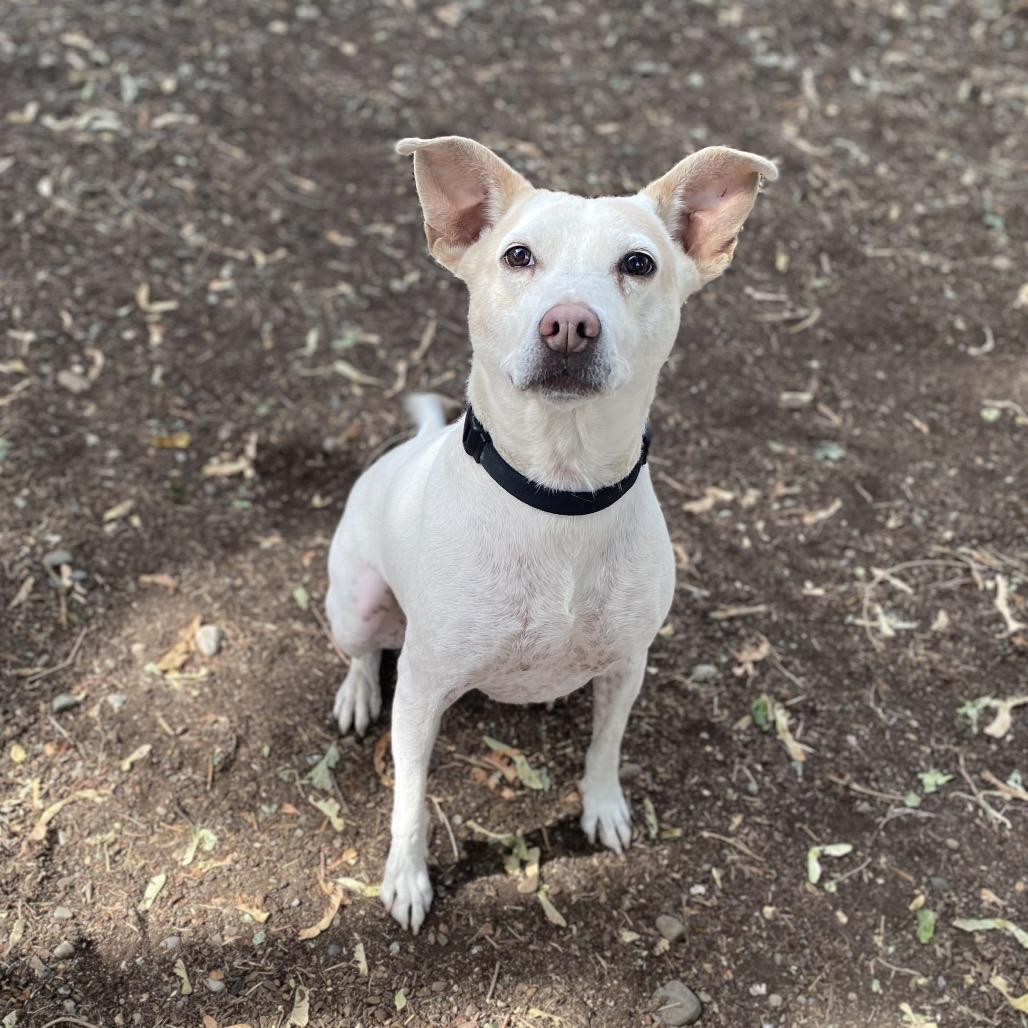 Enlarge Ziggy, a Adoptable mixed breed in Spokane, WA image 2/5