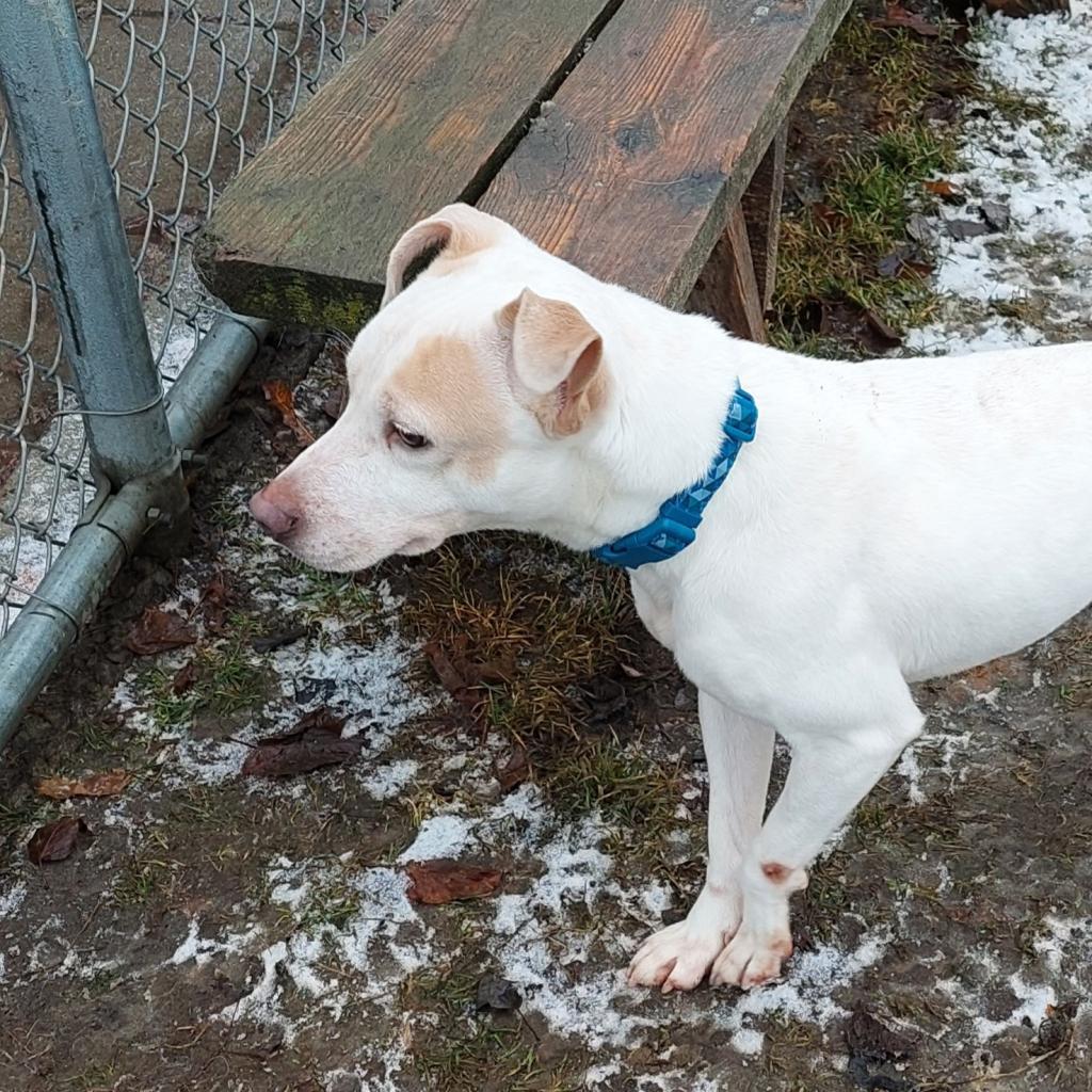 Enlarge Ziggy, a Adoptable mixed breed in Spokane, WA image 3/5