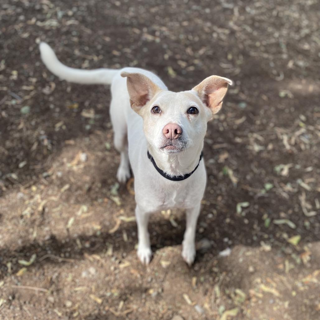 Enlarge Ziggy, a Adoptable mixed breed in Spokane, WA image 4/5