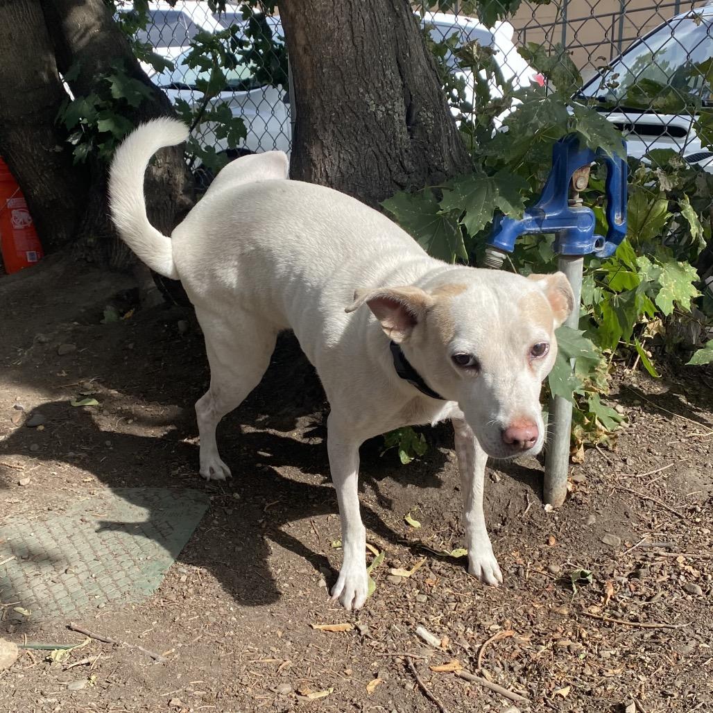 Enlarge Ziggy, a Adoptable mixed breed in Spokane, WA image 5/5