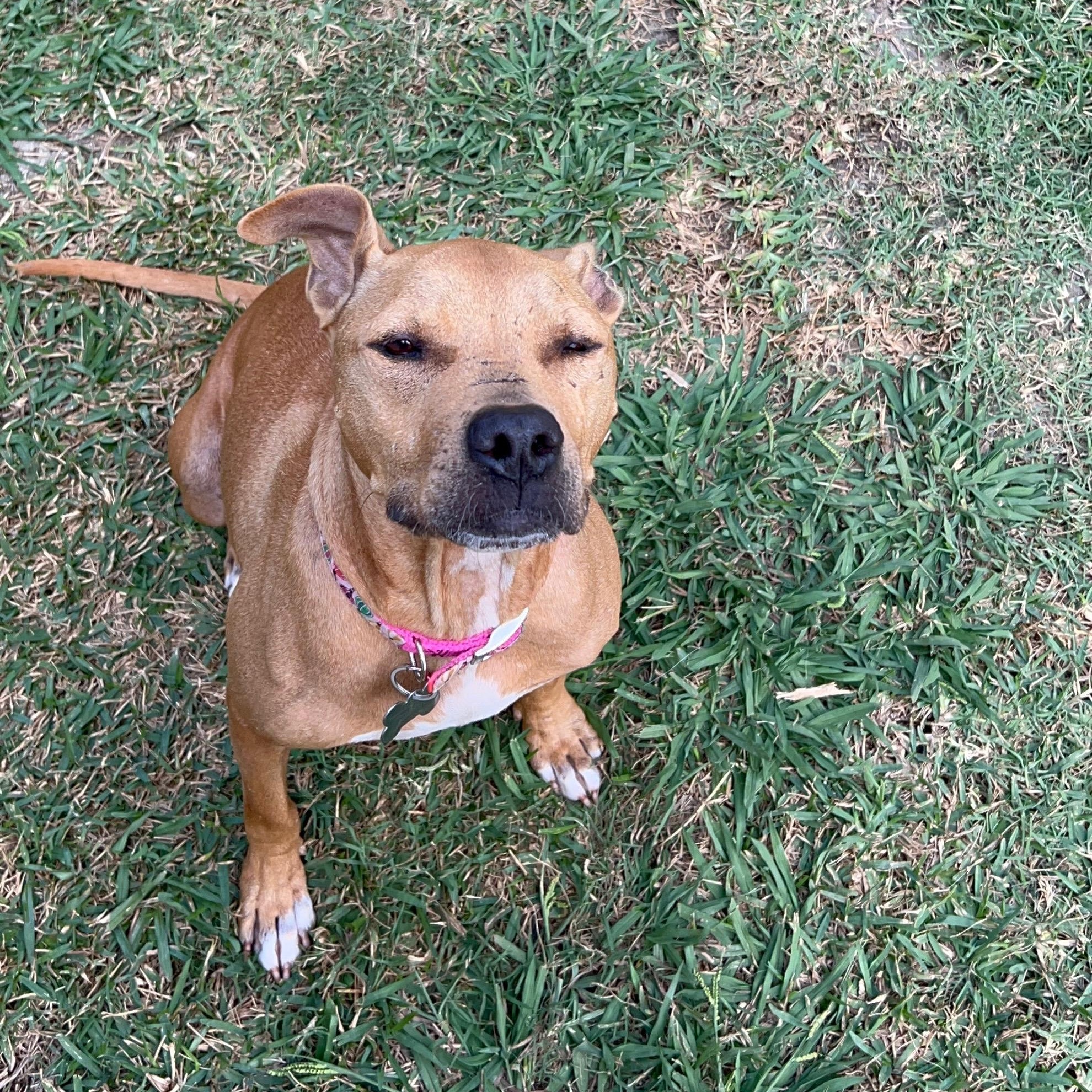 Enlarge Polly, a Adoptable mixed breed in Plano, TX image 3/5