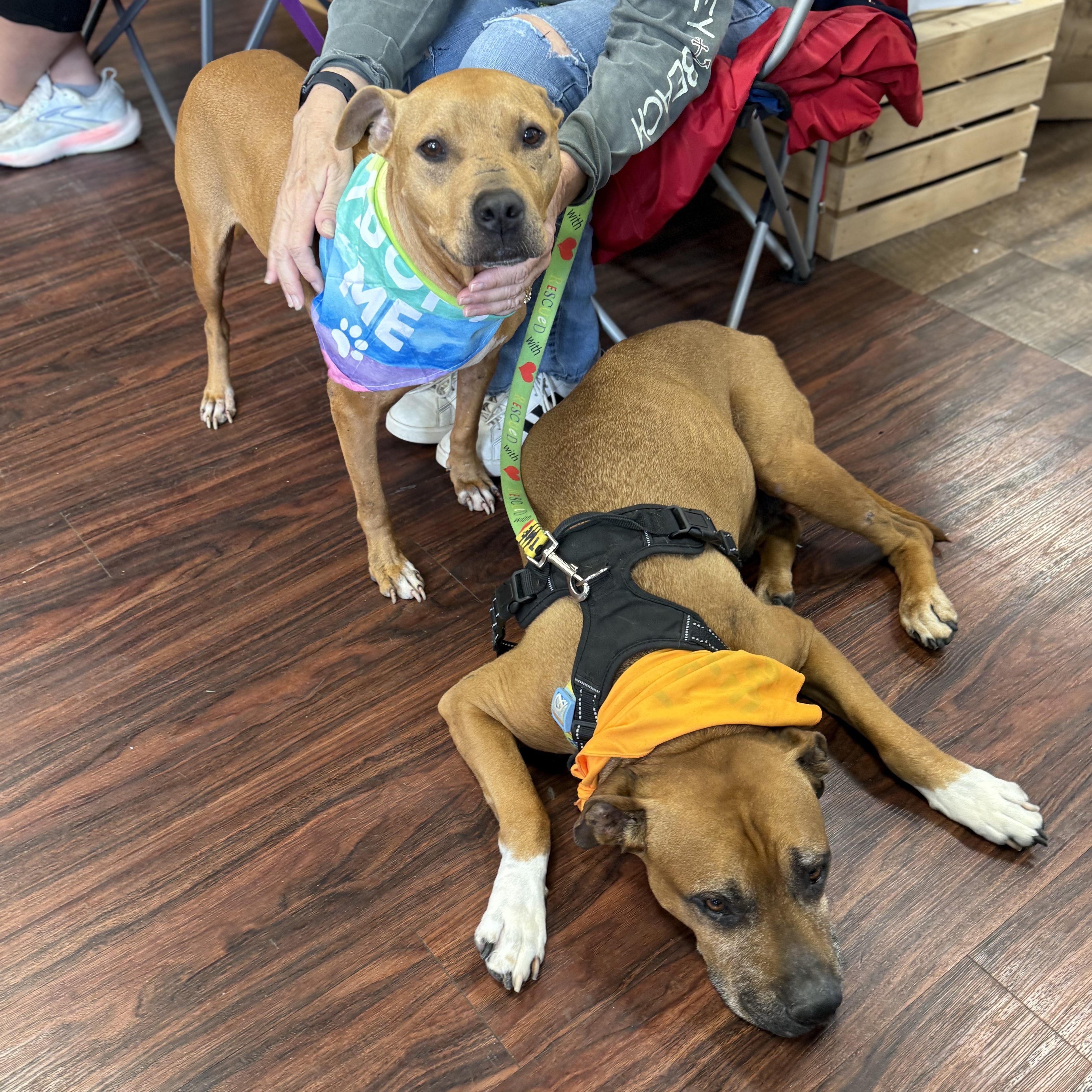 Enlarge Polly, a Adoptable mixed breed in Plano, TX image 5/5