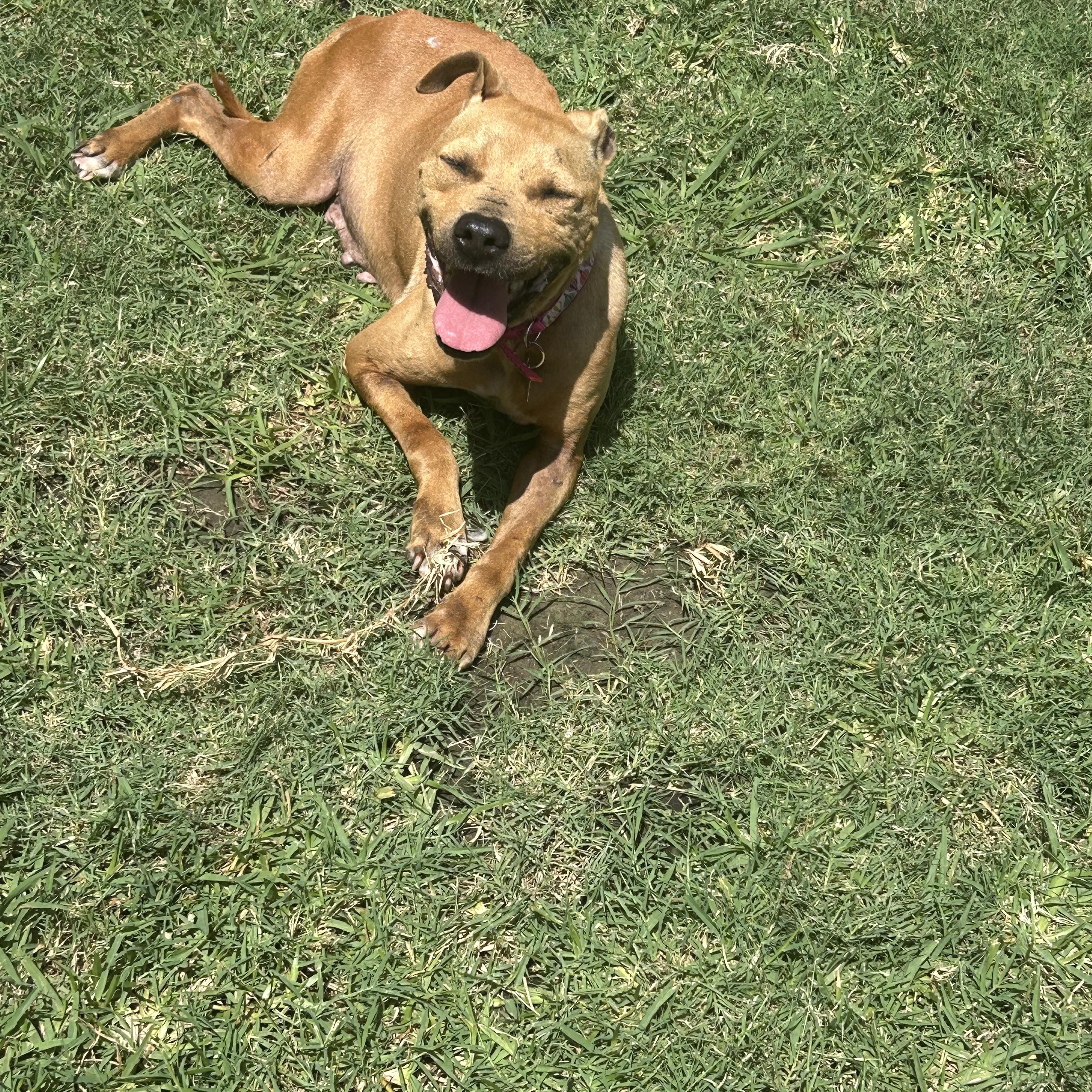 Enlarge Polly, a Adoptable mixed breed in Plano, TX image 4/5