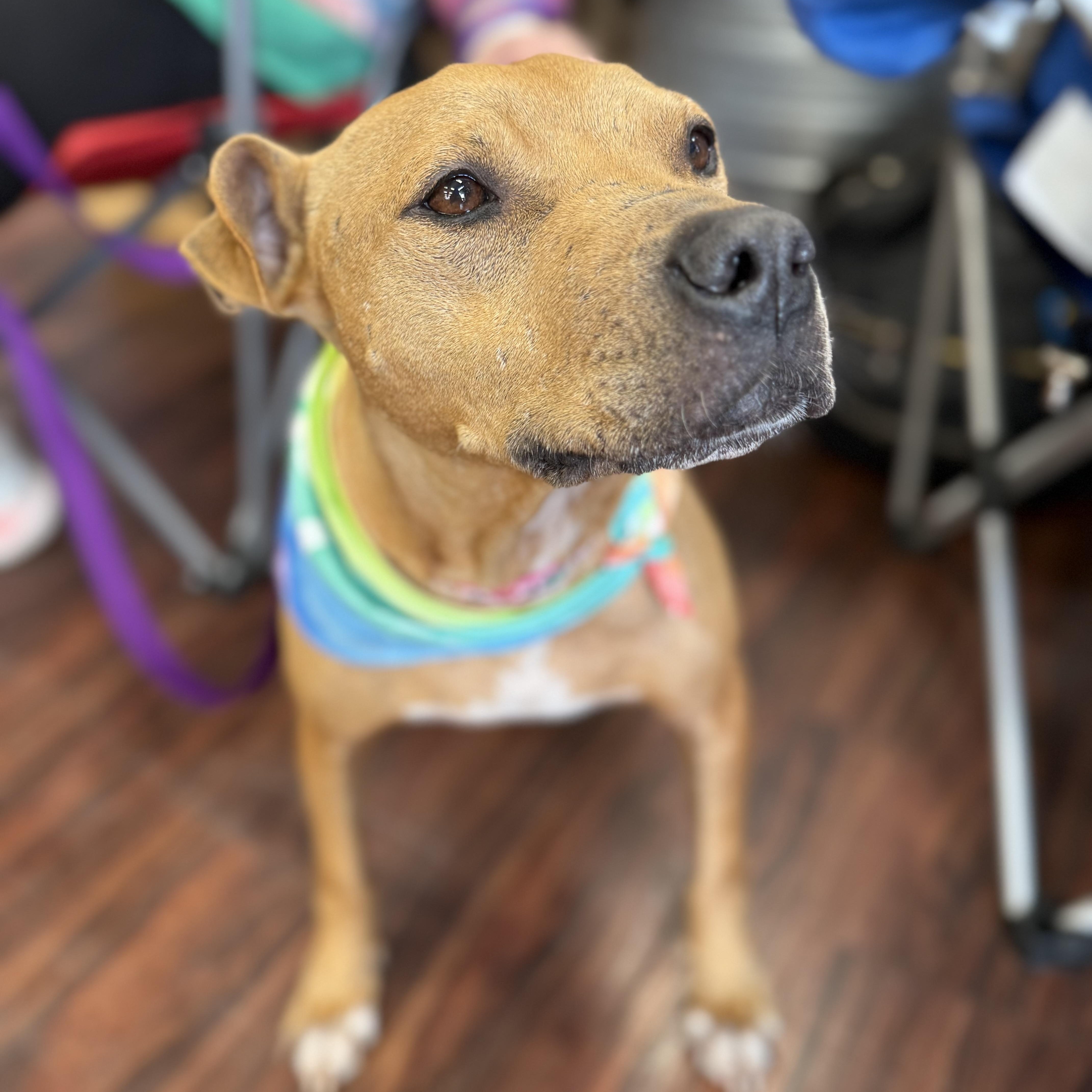 Polly, Adoptable, Adult Female Pit Bull Terrier.