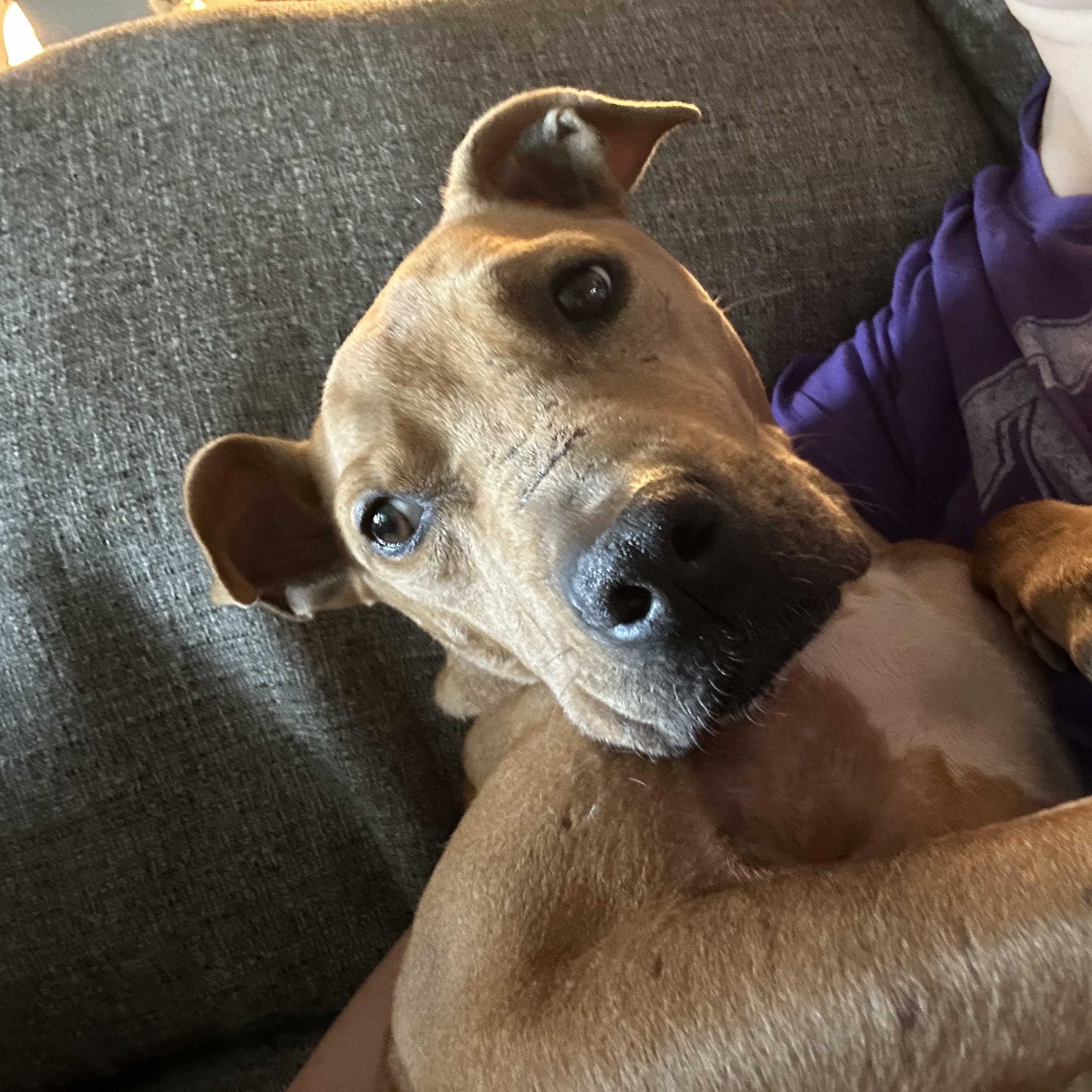 Enlarge Polly, a Adoptable mixed breed in Plano, TX image 2/5