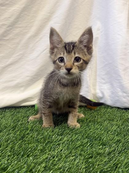 Enlarge Sam Merlotte, a Adoptable mixed breed in Covington, LA image 1/1