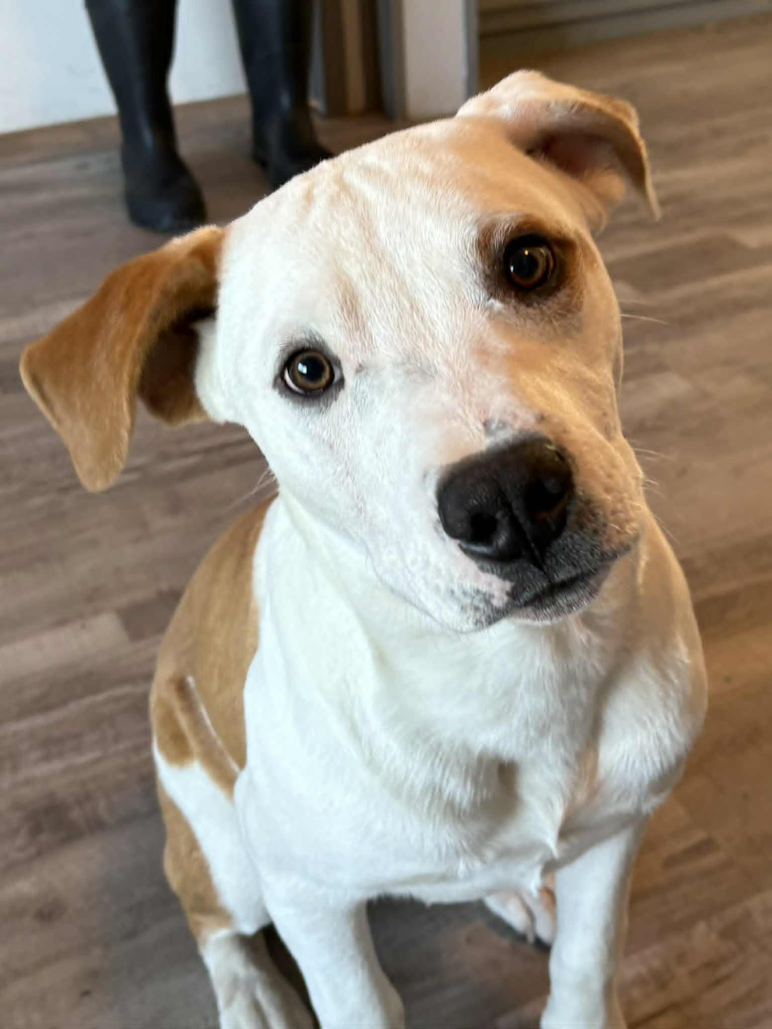 Wilburt, ADOPTABLE, Adult Male Pit Bull Terrier.