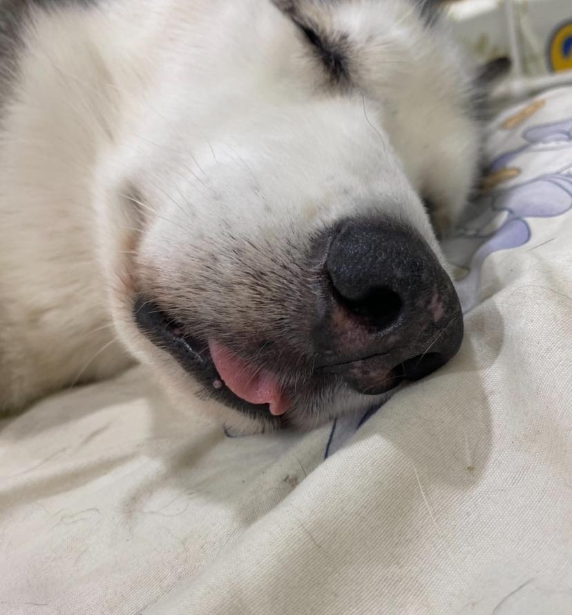 Skya, an adoptable Husky in Rancho Santa Margarita, CA image 2/5