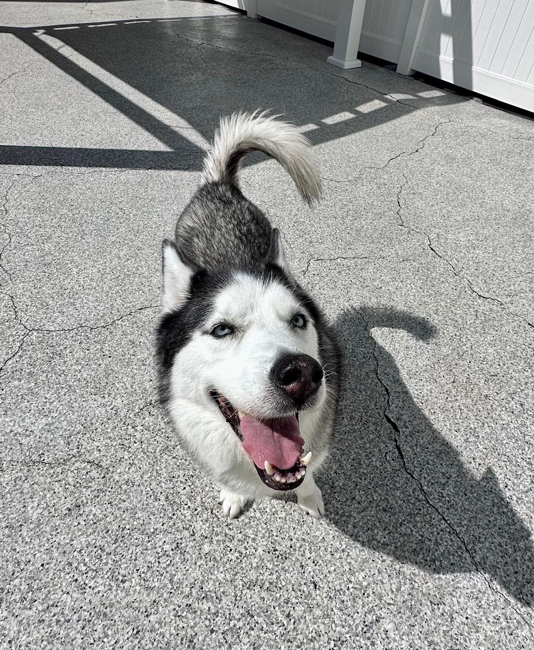 Skya, an adoptable Husky in Rancho Santa Margarita, CA image 3/5