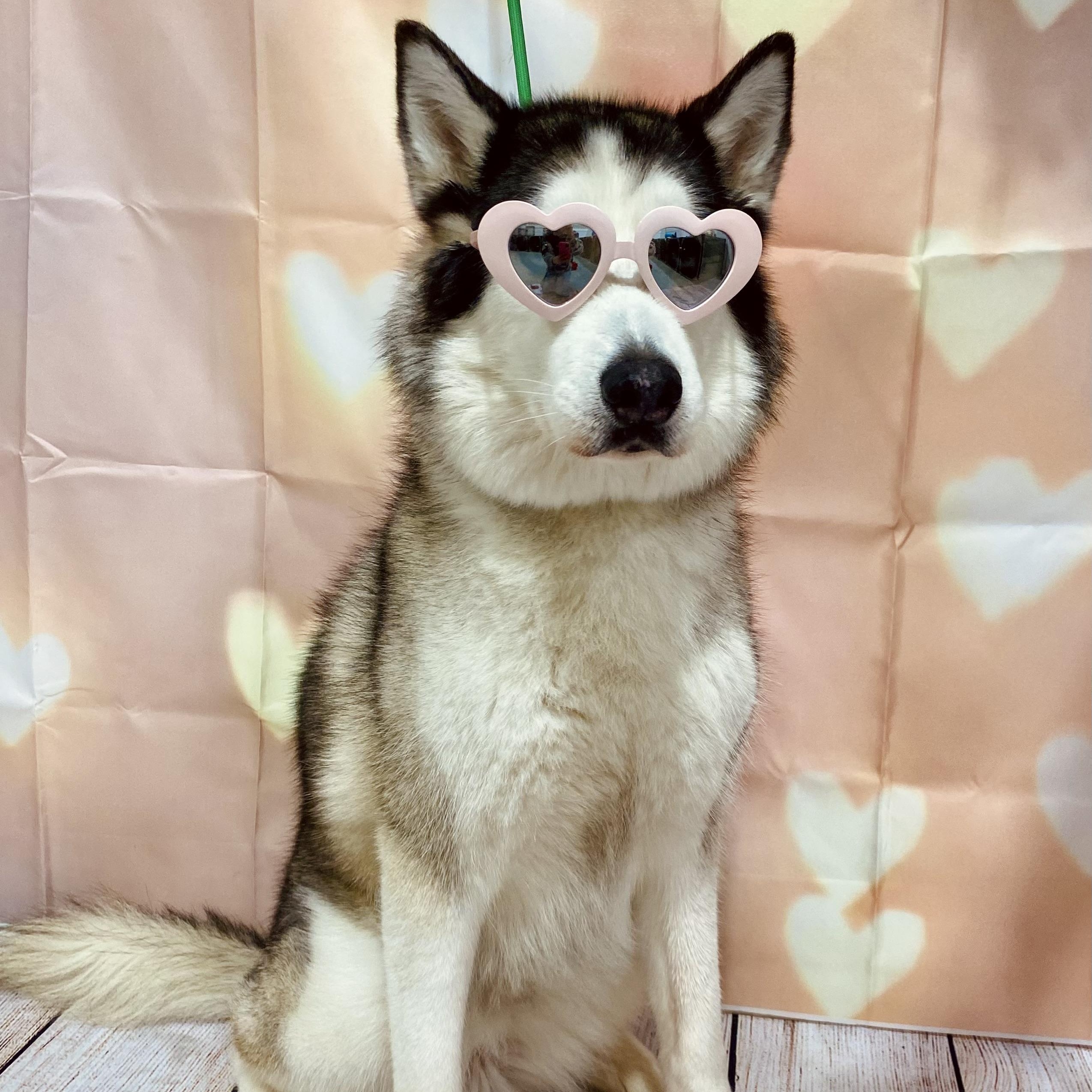 Skya, an adoptable Husky in Rancho Santa Margarita, CA image 1/5