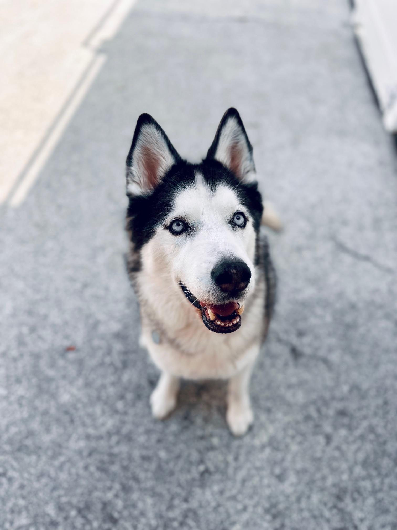 Skya, an adoptable Husky in Rancho Santa Margarita, CA image 4/5