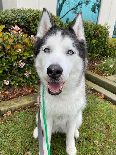Skya, an adoptable Husky in Rancho Santa Margarita, CA image 5/5