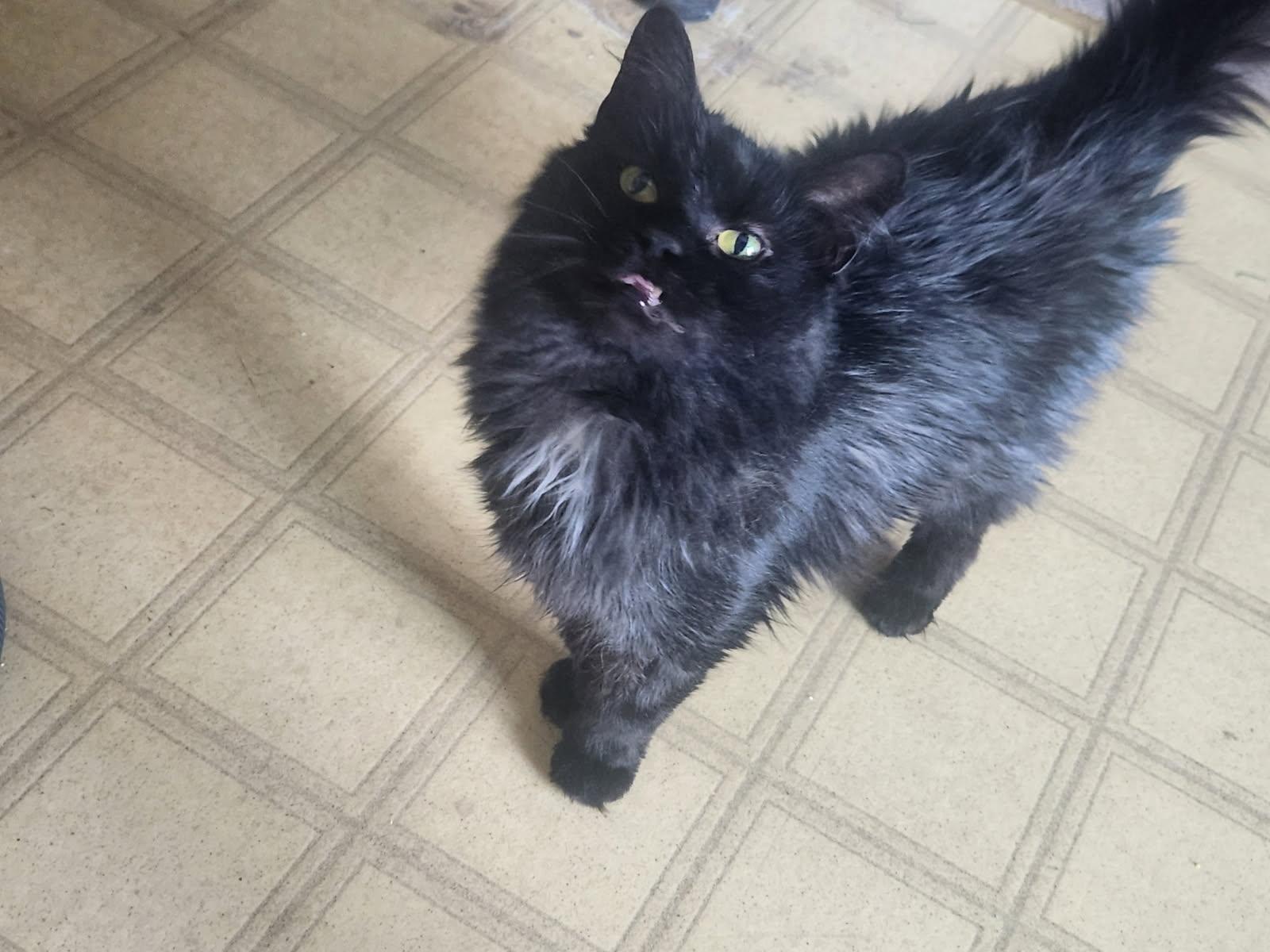 Hilary (Hilly), Adoptable, Senior Female American Shorthair.