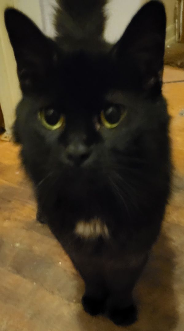 Hilary (Hilly), Adoptable, Adult Female American Shorthair.