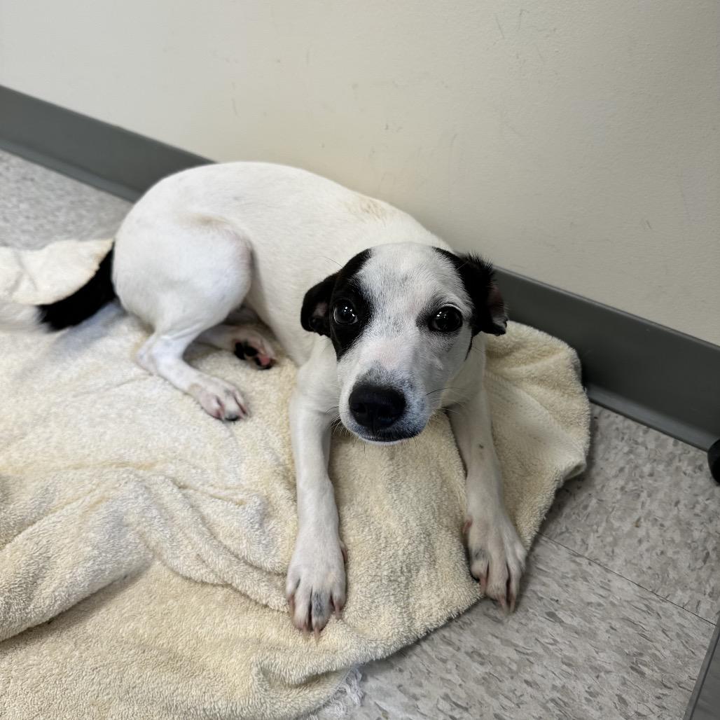 Dot, Adoptable, Adult Female Rat Terrier & Mixed Breed.
