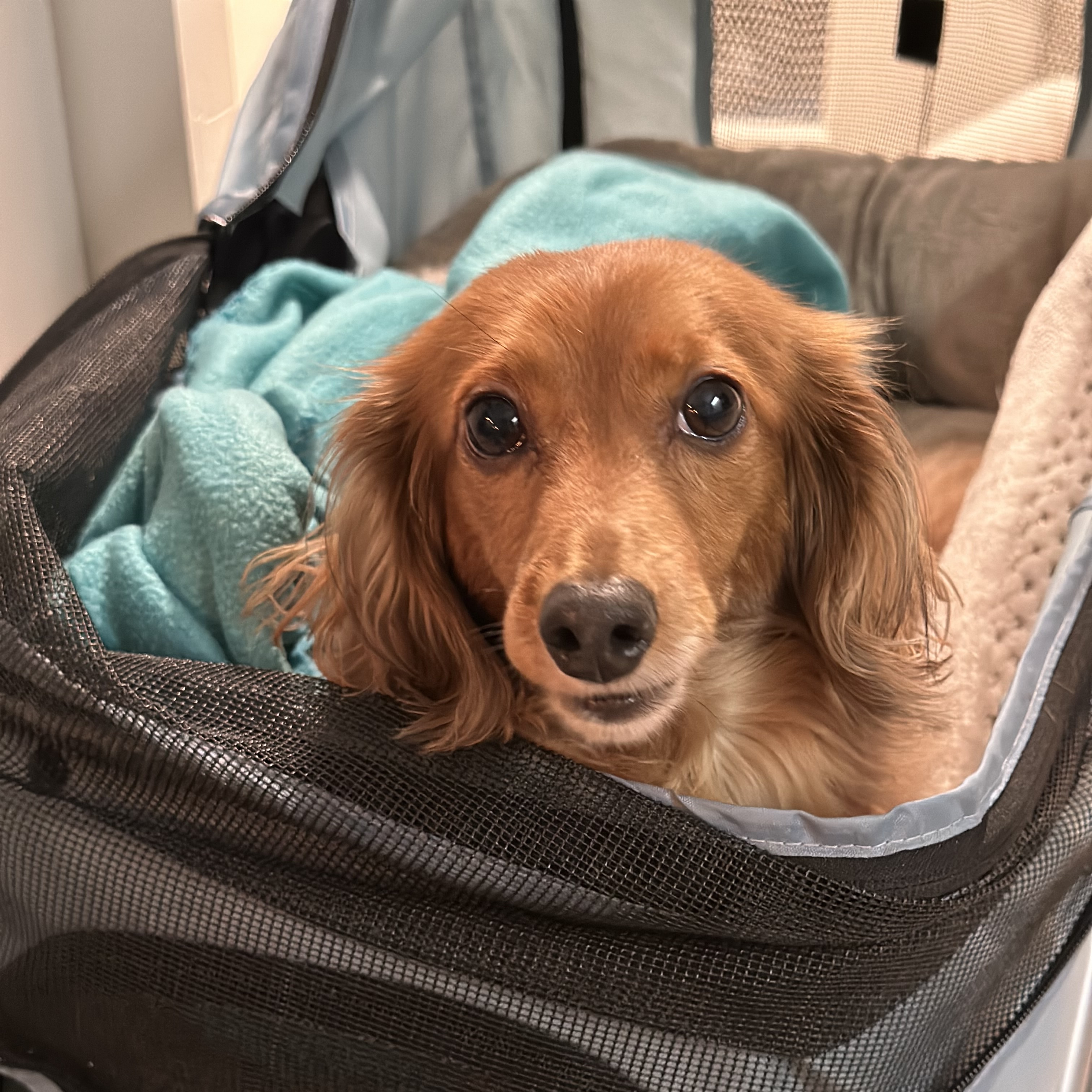 Daisy, a Adoptable Dachshund (Long Haired) in Portland, OR image 4/4