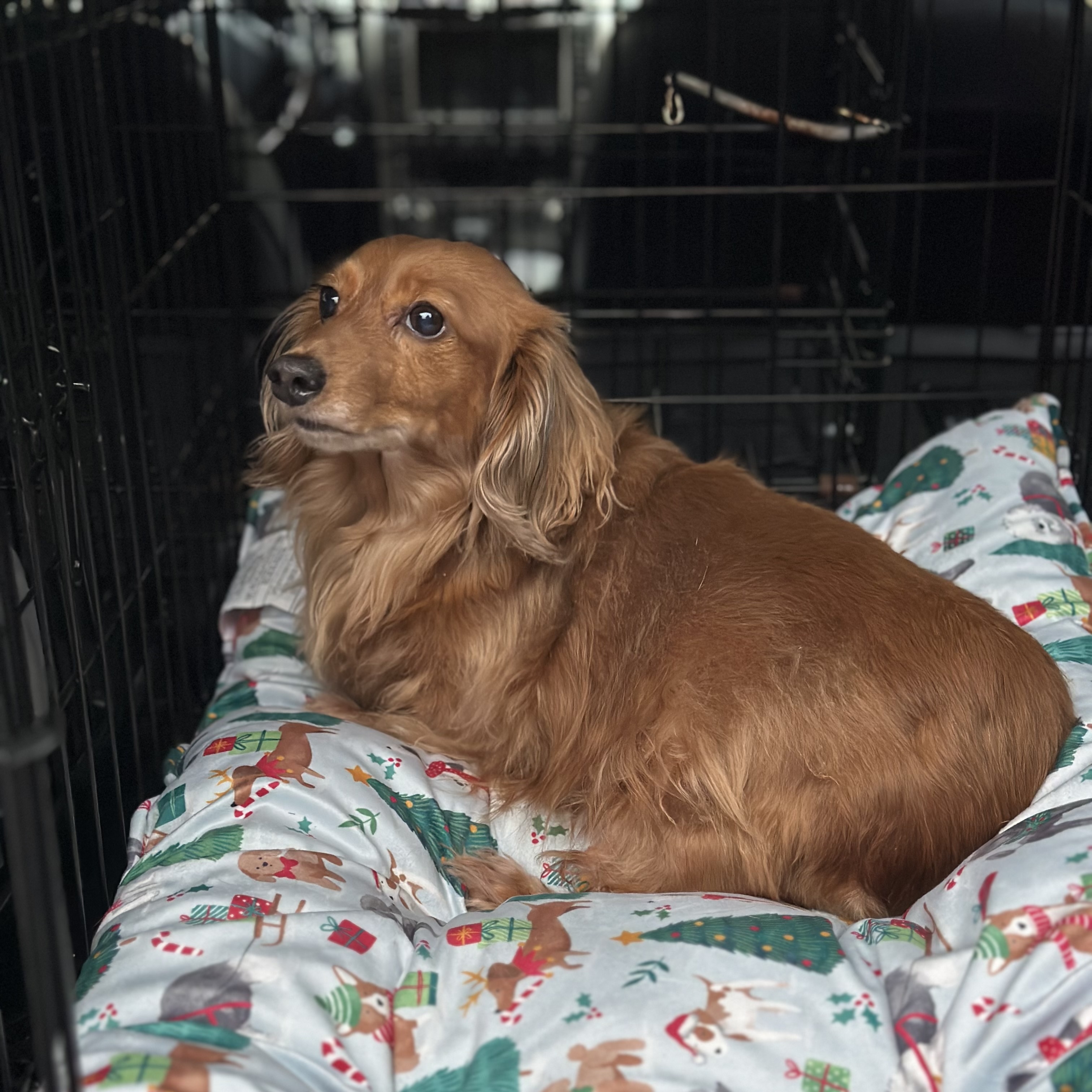 Daisy, a Adoptable Dachshund (Long Haired) in Portland, OR image 2/4
