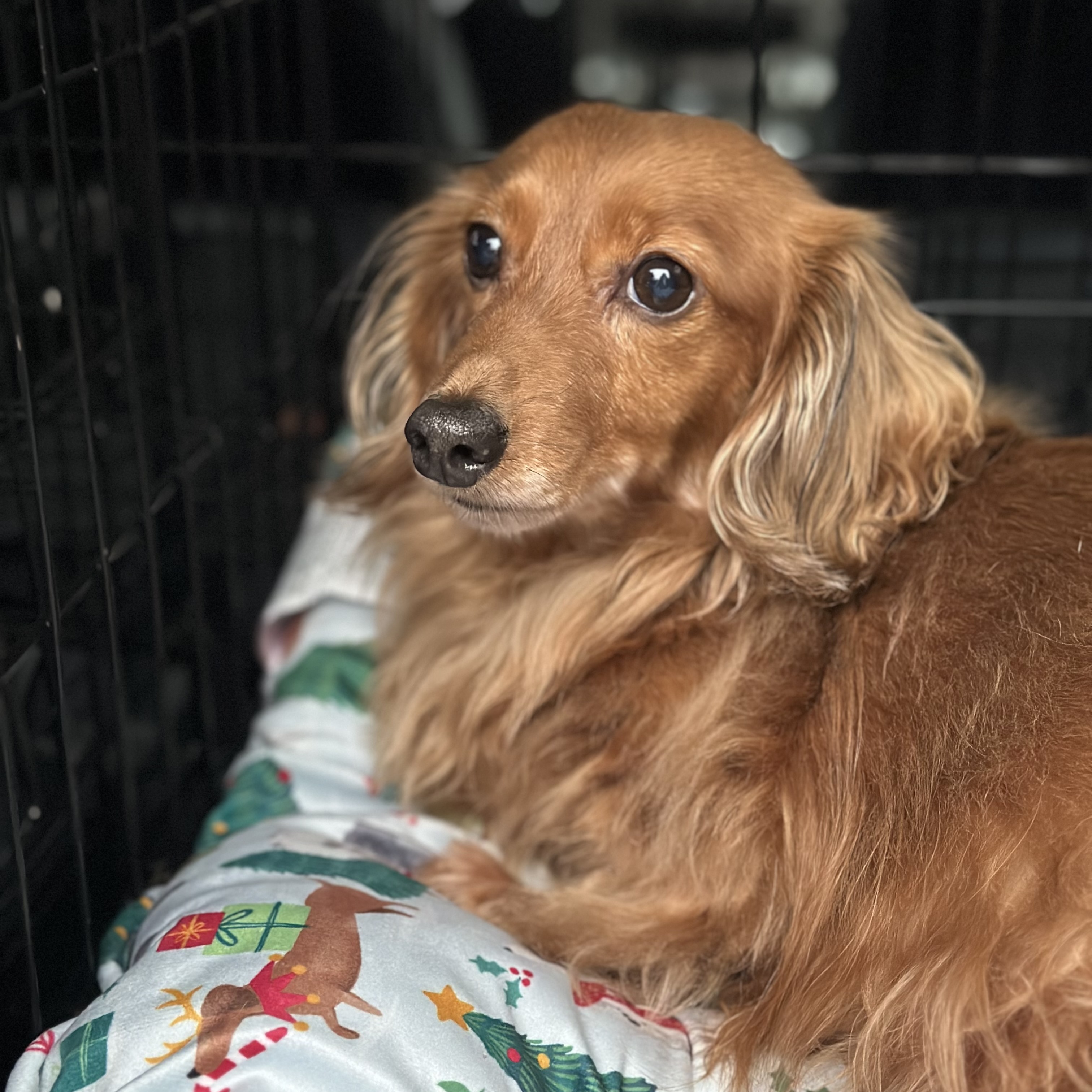 Daisy, a Adoptable Dachshund (Long Haired) in Portland, OR image 1/4