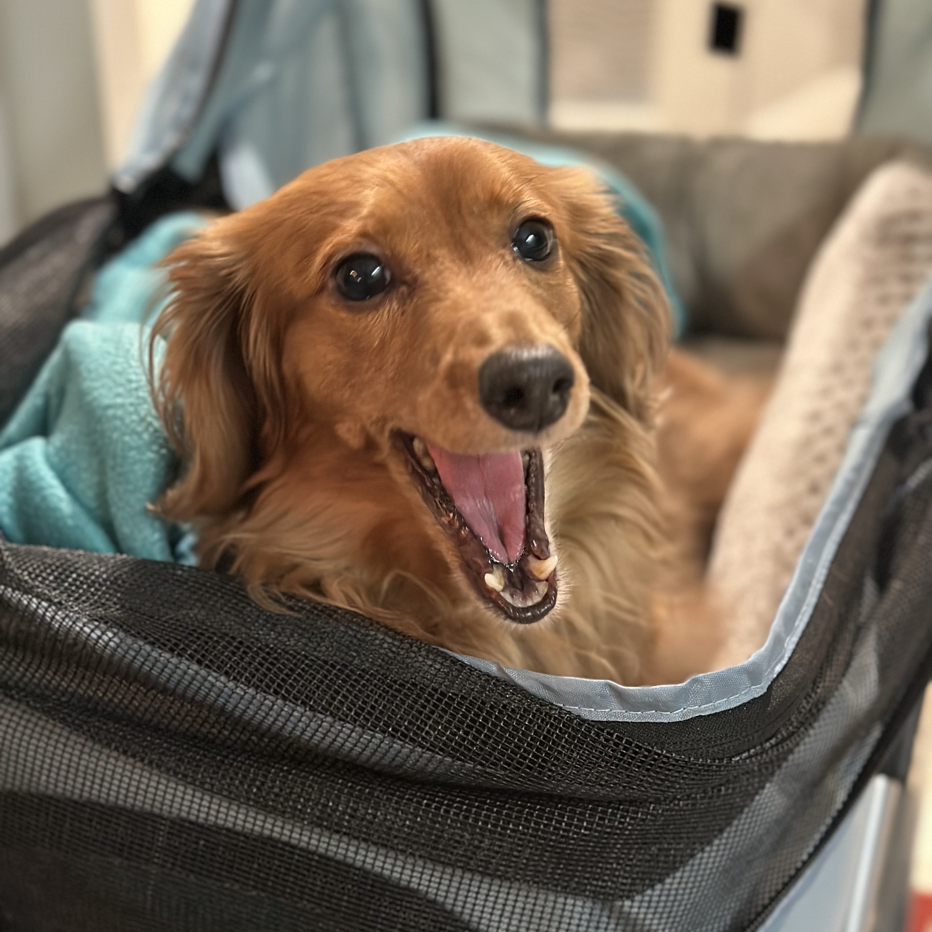 Daisy, an adoptable Dachshund (Long Haired) in Portland, OR, 97201 | Photo Image 3