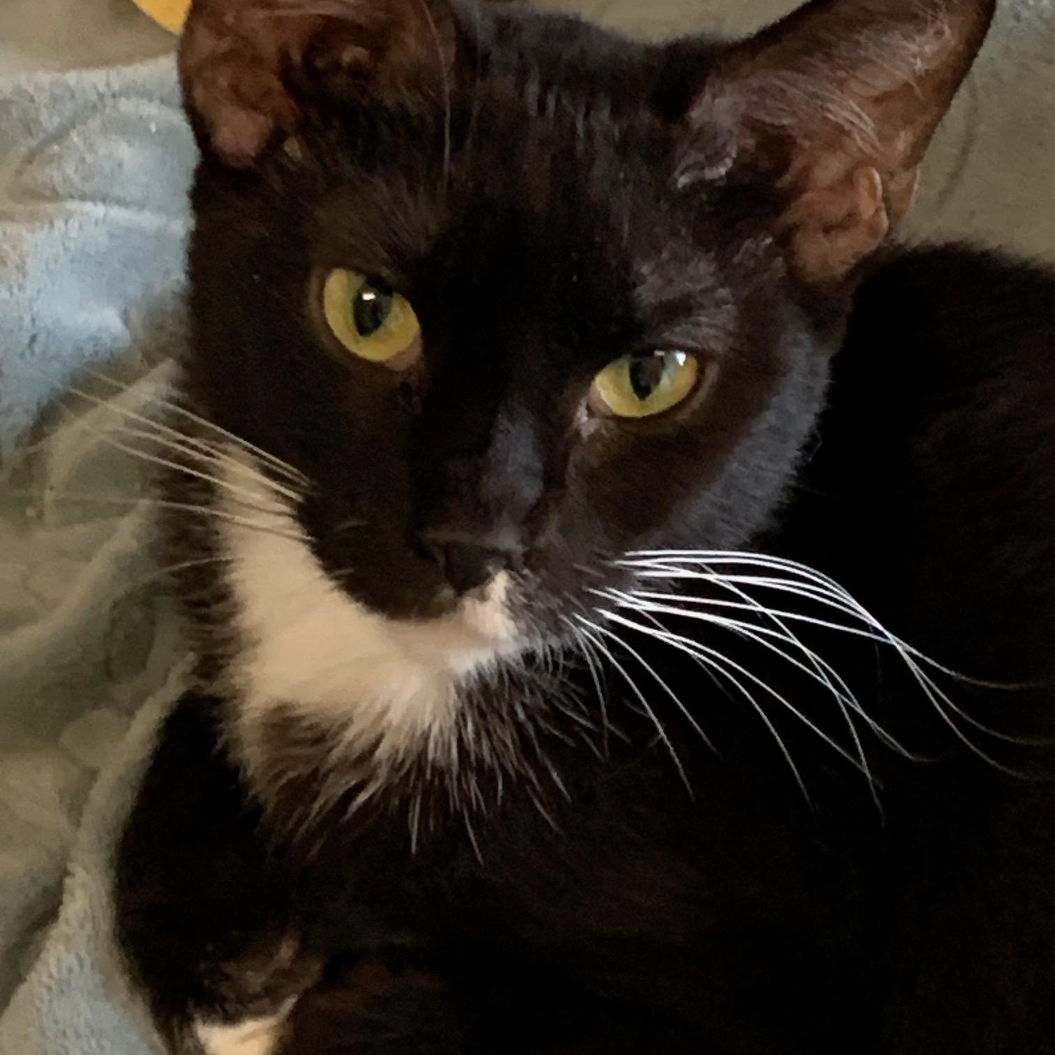 Enlarge SASHA!, a Adoptable Domestic Short Hair in Owensboro, KY image 1/5