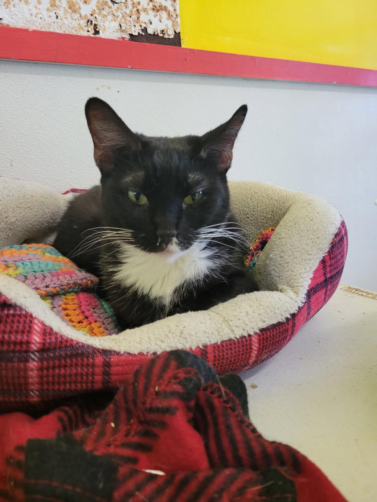 Enlarge SASHA!, a Adoptable Domestic Short Hair in Owensboro, KY image 2/4