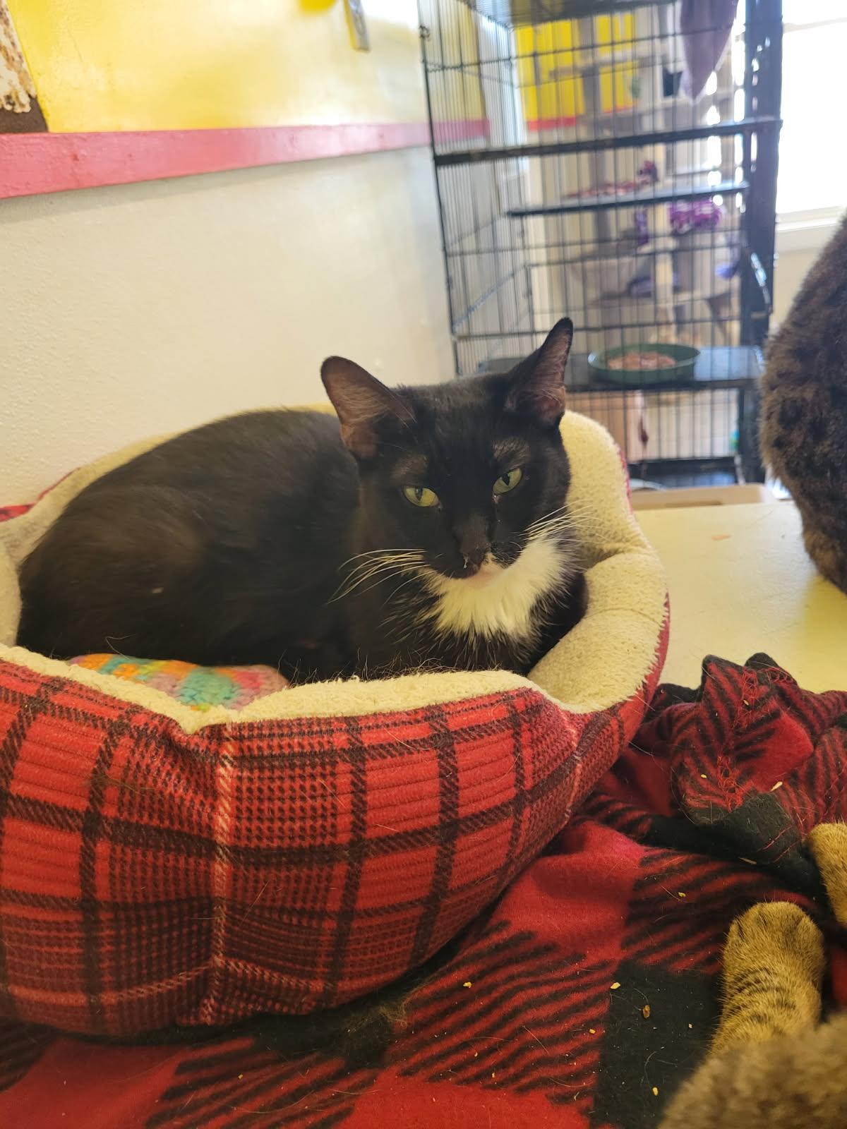 SASHA!, Adoptable, Young Female Domestic Short Hair.