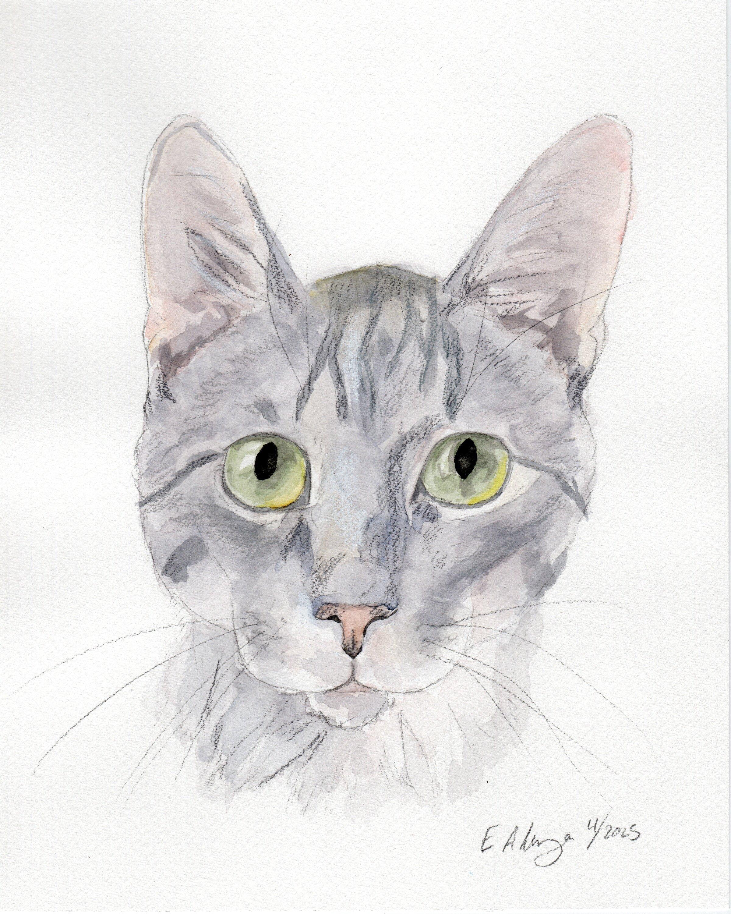 Gambit, Adoptable, Adult Male Domestic Short Hair.