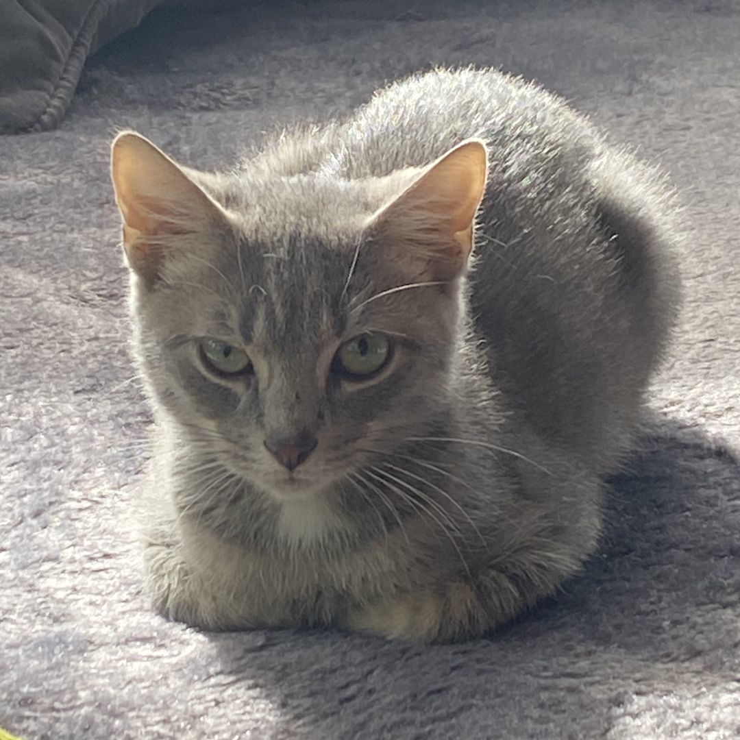 Enlarge Gambit, a Adoptable Domestic Short Hair in New Cumberland, PA image 2/6