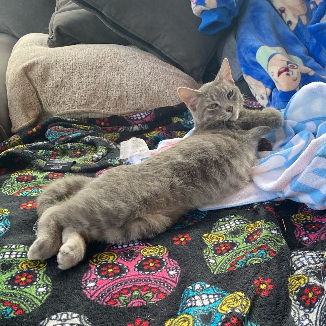 Enlarge Gambit, a Adoptable Domestic Short Hair in New Cumberland, PA image 3/6